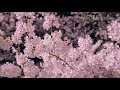 弘前公園 日本一の絶景桜名所 8K Beautiful Cherry Blossoms in Hirosaki Park Japan | 東北の風景 弘前城の夜桜 Sakura Landscape