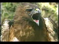 Red-Tailed Hawk