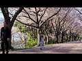 South Korea Cherry Blossom Walks 🌸 2023