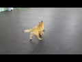 Belgian Malinois vs. Belgian Tervuren (puppy play)