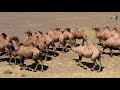 Stunning Mongolia in 4K | Gobi Desert, Orkhon Falls and more