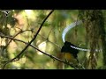 King-of-Saxony Bird-of-Paradise