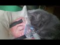 Kitten and CPAP II 😺