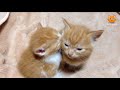 「かわいい猫」 笑わないようにしようとしてください - 最も面白い猫の映画 #236