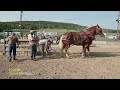 2022 Fall Pull Heavy Overweight horse pull