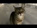Cat is too stunned to speak, so he does a weird meow