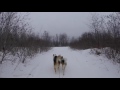 Skijoring New Trail in Newfoundland