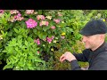 What's Flowering in July | Cottage Garden Planting Ideas | Perennial Garden