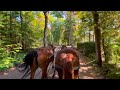 Mackinac Island Fall Carriage Ride | Soothing Clip Clop of Horse Hooves on a Tranquil Nature Trail