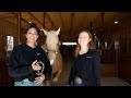 MY NEW 6 HORSE TRAILER TOUR + HORSE CHIROPRACTIC