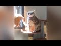 When a silly Cat becomes your best friend 🙀 Best Funny Videos compilation Of The Month 😹