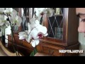 How to pollinate Orchids