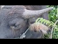 Đi chăn trâu/Go herding buffalo #buffalo #nhacremix  #contrâu  con trâu remix