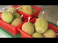 How Durians Grow: Harvesting the Stinkiest Fruit in the World