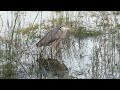 (続)ペアのカイツブリとアオサギ@勅使池 / gray heron and pair of Little Grebes in Chokushi pond