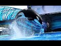 Orca Encounter Clips - September 24th, 2023