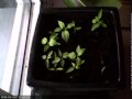 Peppers Timelapse