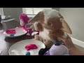 T.T.C. plush video