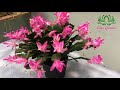 How to grow a Christmas Cactus from cuttings, fast and easy