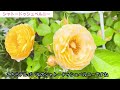 【必見❗️】バラ300品種が咲くたー薔薇チャンネルさんのローズガーデンへ😍78品種を一緒に見たよ🌹