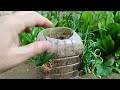 Growing onions at home ( 1 ) زراعة البصل في المنزل