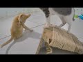 😹 Funniest Cats 😂 Funny And Cute Cats Videos 2024 ❤️🐈