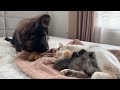 German Shepherd Puppy Meets Mom Cat with Newborn Kittens for the First Time