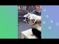 Dwarf Husky Falls In Love With Her Gym Coach | Cuddle Buddies