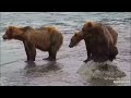 The Kids of Katmai Brooks Falls 2023 Part 1