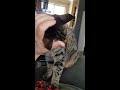 Missy the cat likes pats and head massages