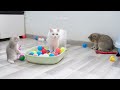 Funniest Animals 2023 😻 Best Funny Cats and Dogs Videos 😂🐶 Part 18