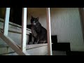 Boring cat video