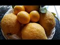 MANGUHA TAYO NG LEMON SA GARDEN | Helen Tabinas vlog