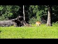 Deer, Cat and Squirrel