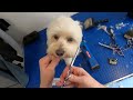 Teddy Bear Cut on a Poodle x Maltese | Dog Grooming