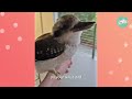 Baby Kookaburra Sings For His Favourite Girl Every Day | Cuddle Buddies