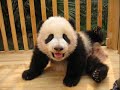 Pandas After China Earthquake
