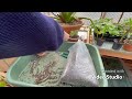 Unboxing and planting up Aeoniums