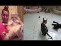The FUNNIEST Dogs and Cats Shorts Ever😹🐷You Laugh You Lose😺Part 14