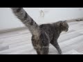 1 Hour Of Funniest Animals 😅 New Funny Cats and Dogs Videos 😸🐶 Part 14