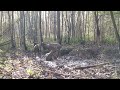 An exceptional wallow Episode 1 : Trail Camera - 1080p 60fps