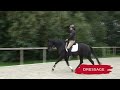 Akhal Teke  | characteristics, origin & disciplines