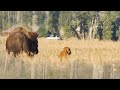 Wild Animals of Wyoming