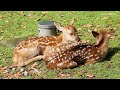 【奈良公園】今年生まれの子鹿たちがデビュー 6月2日撮影 字幕解説 奈良観光 奈良旅行 new fawns in Nara Japan/ Nara park