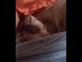 my cat video