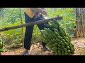 Full video of 90 days of a single mother harvesting duck eggs and fruit to sell at the market