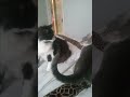 Cats being cats