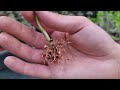 Hydrangea propagation - free plants by cuttings