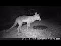 TrailCam 9/7/24 Essex Garden