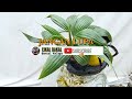 CARA MEMBUAT BONSAI KELAPA MEDIA AIR 0-7 BULAN//HOW TO MAKE A WATER MEDIA COCONUT BONSAI 0-7 MONTHS